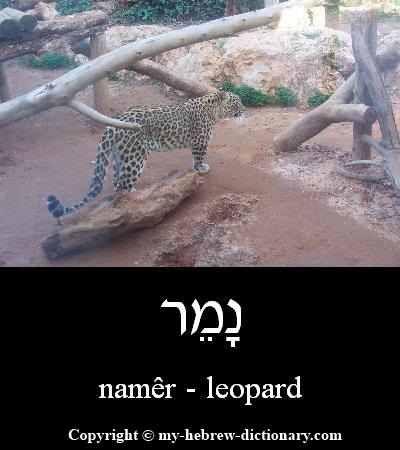 Leopard in Hebrew
