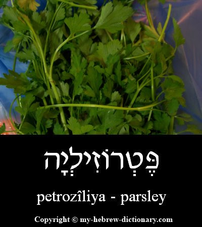 Parsley in Hebrew