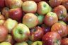 Apples