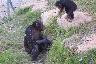 Chimpanzee