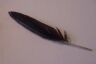 Feather
