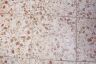 Floor Tile