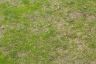 Grass
