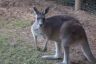Kangaroo