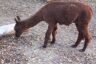 Llama
