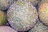 Melon
