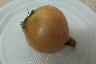 Onion