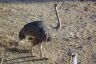 Ostrich