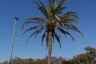 Palm Tree