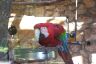 Parrot