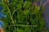 Parsley