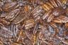 Pecans