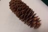 Pine Cone