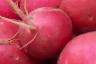 Radish