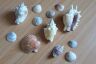 Seashells