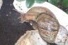 Snail