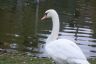 Swan